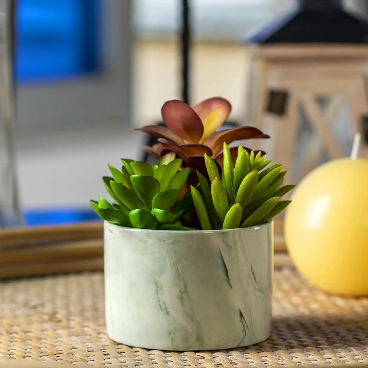 Cute Succulent Desk Plant